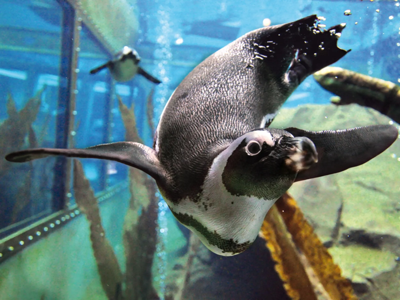 Pinguin in der Unterwasserwelt des Zoos.
